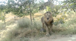 Pokhran, Bikaner